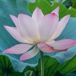 .唯一红星最后一个
