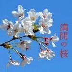 満開の桜的头像