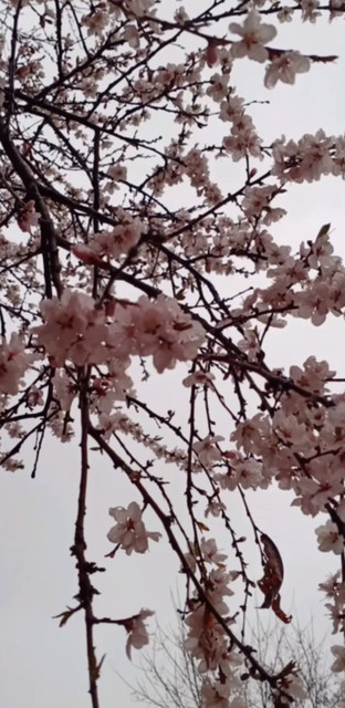 春天来了还在下雪吗