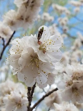 🐐禄鼎🐔🌹主播照片