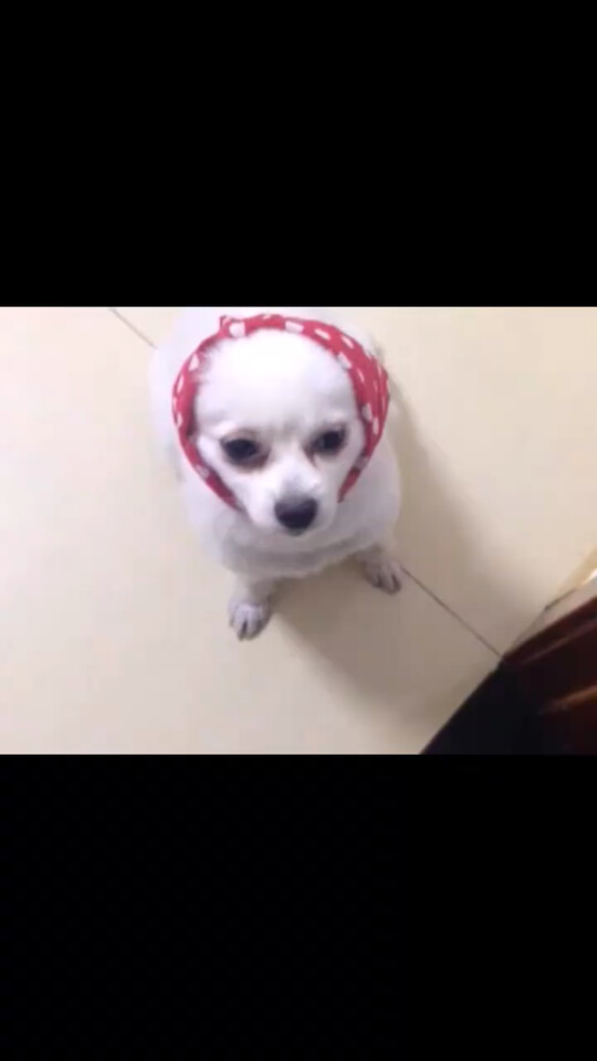 我家的小红帽😄