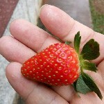 🍓草莓哥哥🍓海报