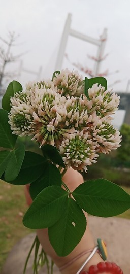 ♬默默✨小蛮宝☞🌜主播照片