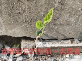 京城少爷🇨🇳敬礼主播照片