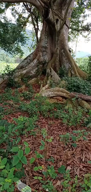 古老的树，约不，老地方