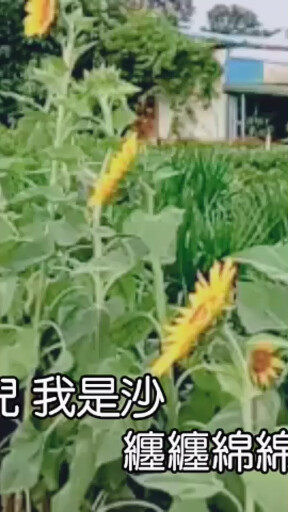 莺燕灯饰:葵花香香