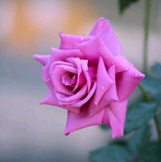 🌸妖妖🌸的主播照片