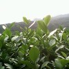 没想到好的