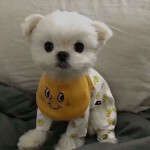 来姐，