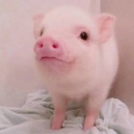 @猪🐷