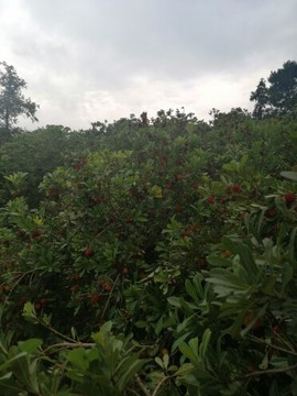678h黄家后人主播照片