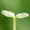 登萍渡水