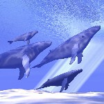 如🐳鲸🐳向🐳海的头像