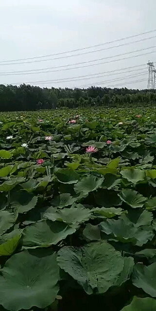 美丽的荷花开了