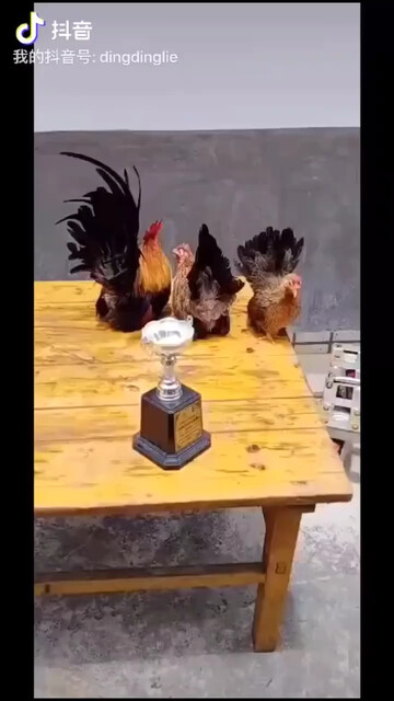 靓🐔