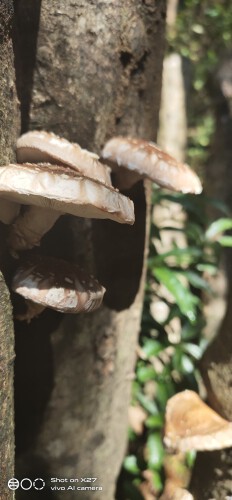 湘雪海的主播照片