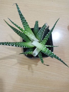 ♬默默✨小蛮宝☞🌜主播照片