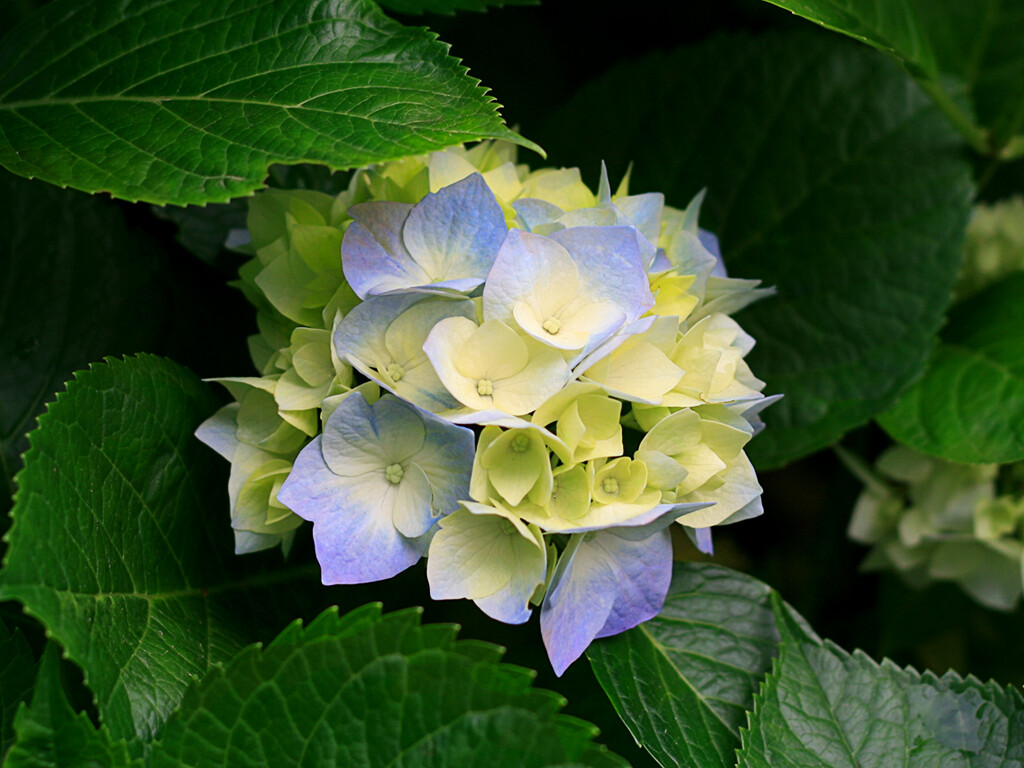 ☜指❤芊芊℡☞的主播照片