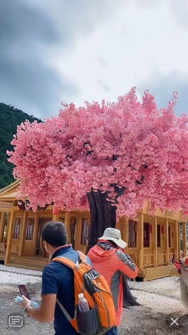 9114根湿主播照片