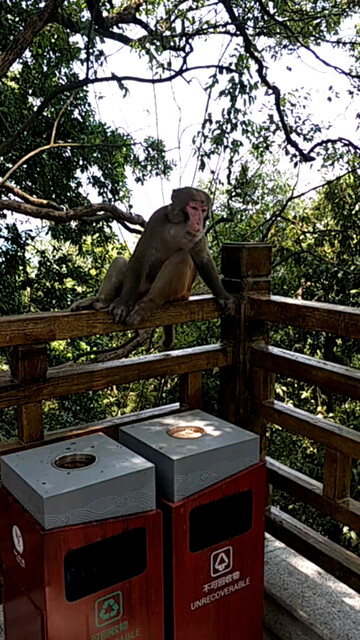 江西新余仙女湖岛上猴子🐒猴孙