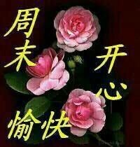 香荷碧水动风凉主播照片