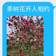为爱相守永不悔的头像