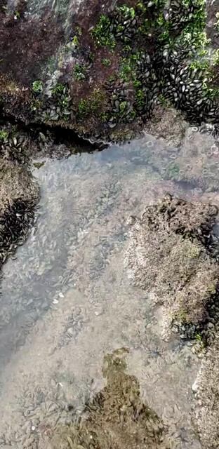 在家可以赶海