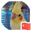 Small，remo的头像
