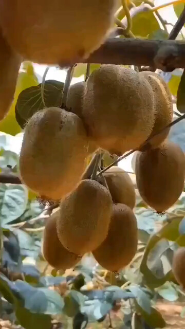 我卖猕猴桃🥝 卖点是什么？
