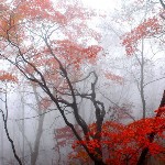楓葉迷離