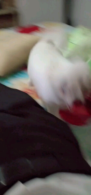 粘人