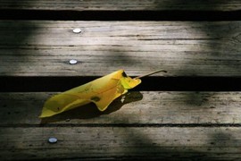 箱子不定時上主播照片