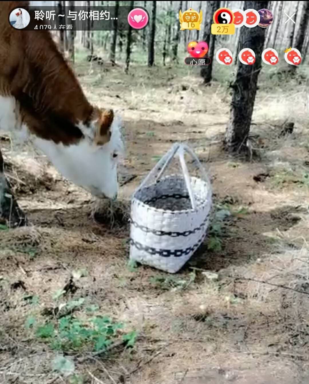 聆听~福妞儿的图片