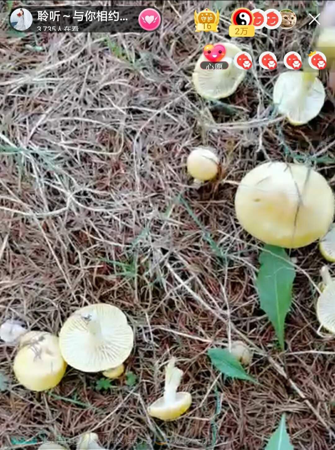 聆听~福妞儿的图片