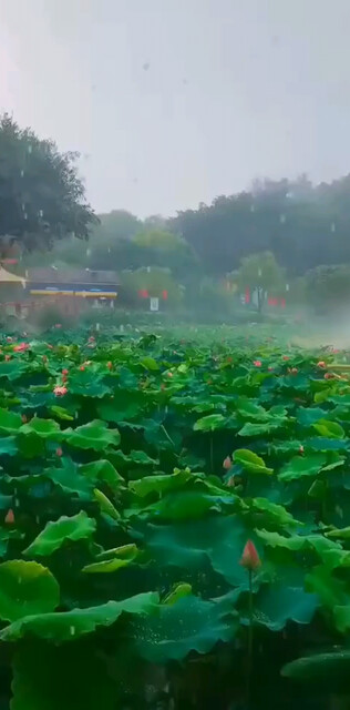 雨中漫步