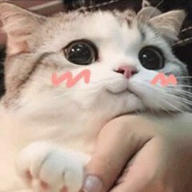 胖鑫不胖主播照片