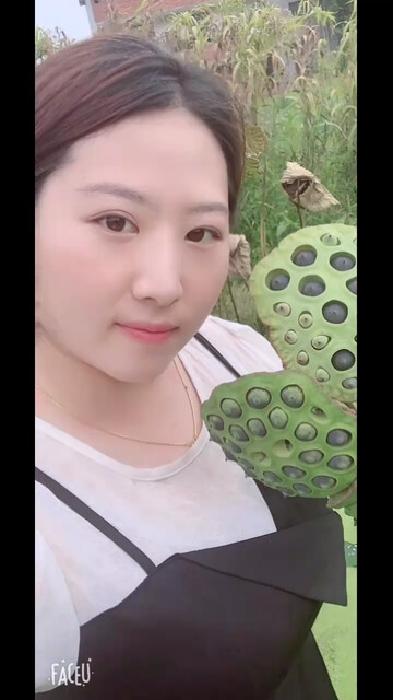 摘莲蓬