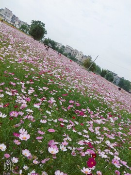 新人🌸小吖吖主播照片