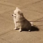 初見吖海报