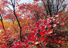 დ释怀დ主播照片