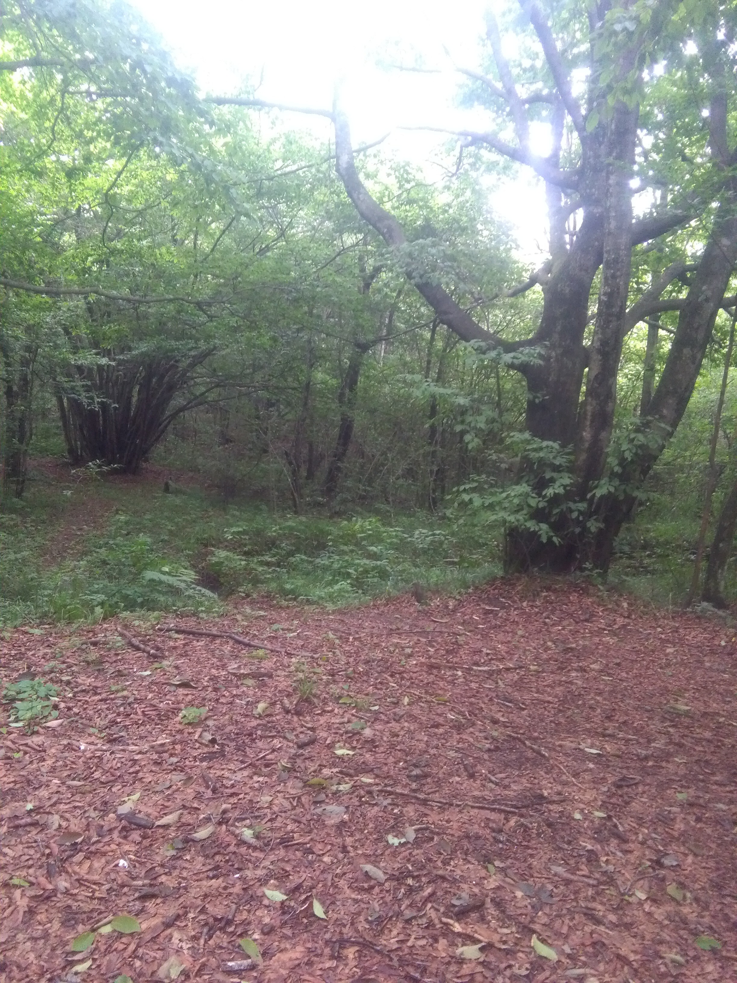 农村大山里看美景🌿的主播照片