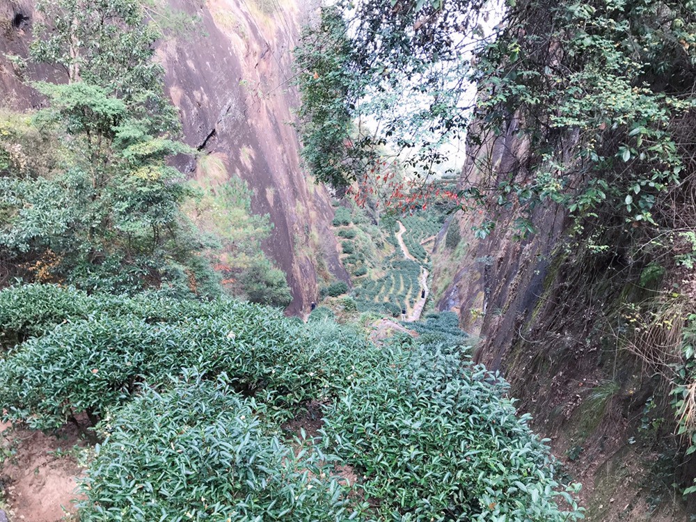 茶茶幸运星的图片