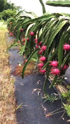 ジ蓝色つ海洋ゝ主播照片