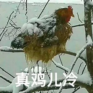 夋夋休息的图片