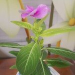 我大师兄