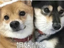 小海屯🐬李主播照片
