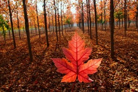 拾月★October主播照片