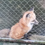 风中追风fz