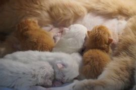 吃货🐽猪猪^O^主播照片