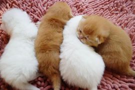 吃货🐽猪猪^O^主播照片